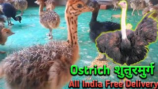 Ostrich Chicks For Sale In India 919332802826 [upl. by Crichton]