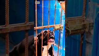 Aggressive Presa Canario Dog presacanario dog shorts viralshorts [upl. by Matthaus]