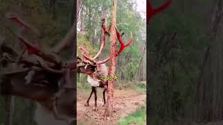 How longhorned deer relieve itching Xiaoluge Wild animals up close Confusing animal behavior Am [upl. by Nej]