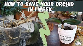 How to save your orchid in 1 week  dehydrated Phalaenopsis [upl. by Lamrej]