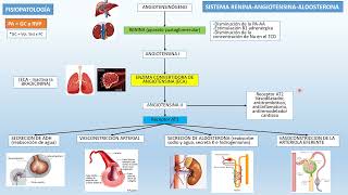 ✅✅SISTEMA RENINAANGIOTENSINAALDOSTERONA Repaso Rápido [upl. by Balthazar]