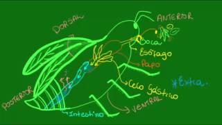 Sistema digestório dos Artrópodes  Zoologia  Biologia [upl. by Arehc]