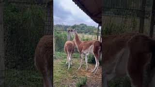 Guanaco 😍 [upl. by Ehcram]