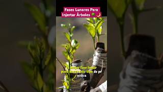 Fases Lunares Para Injertar Árboles 🌙🌳 shortvideo agriculture shorts [upl. by Douglas824]