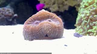 Lobophyllia Brain Coral Time Lapse [upl. by Harrell407]