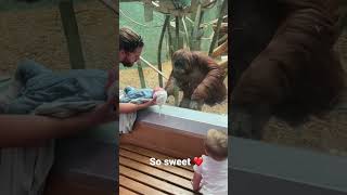 The orangutan wanted to see my baby￼ [upl. by Ayotahs]