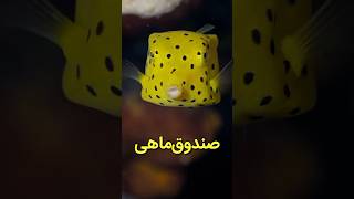 صندوق‌ماهی، یکی از منحصر به فردترین ماهی های دنیا  دنیای حیوانات [upl. by Castle565]