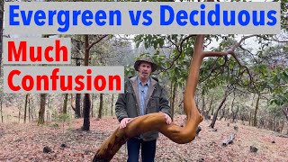 Evergreen vs Deciduous Confuses People Learn the Difference [upl. by Bonnie]