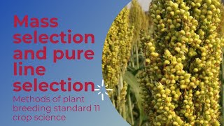 crop improvement  2Mass selection and pureline selectionmethods of plant breedingSTD11 crop [upl. by Onitnerolf714]