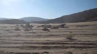 Camel Race in desert between Bedouin tribes South Sinai Egypt 10 January 2013wmv [upl. by Yorgen]