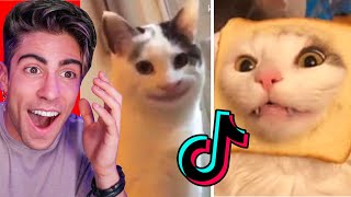 LOS GATOS MAS GRACIOSOS DE TIKTOK [upl. by Carlynne]