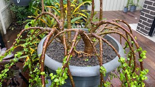 Portulacaria Afra Cascading Style Rejuvenation  Elephant Bush Repotting [upl. by Acker]