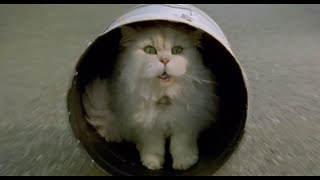 Stuart Little 2 funny scene in Hindi  4 [upl. by Arramas363]