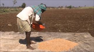 Ground nut seed treatment Kannada BAIF Karnataka [upl. by Hollington]