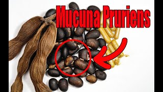 Unlocking the Power of Mucuna Pruriens [upl. by Namso]