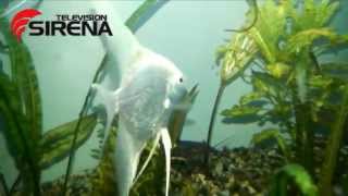 Аквариум с красивыми Скаляриями  Aquarium with beautiful Pterophyllum Scalare [upl. by Amre]