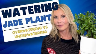 JADE plant WATERING overwatering VS underwatering OVERWATERED jade plant  MOODY BLOOMS [upl. by Maziar]