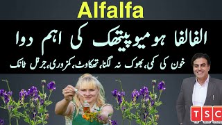 Alfalfa homeopathic medicine  alfalfa tonic benefits in weight gain  alfalfa mother tincture [upl. by Boggers]