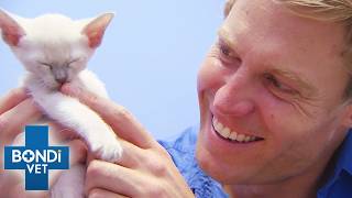 Too Young to Die Saving Critical Baby Animals 🐾  Best of Bondi Vet [upl. by Chrysler799]