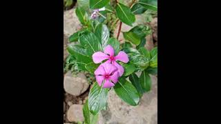 Natural heart and river and ant flower trendingshorts shortvideo nature flowers naturelover [upl. by Enrika]