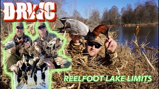 Reelfoot Lake Duck Hunt  Limits with a Trophy Bird [upl. by Analeh]