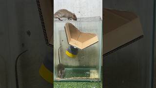 Best mouse trap ideabest spinning mouse trap mouse rattrap rat [upl. by Sarnoff]