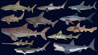 Sharks  Animals Series  The Kids Picture Show Fun amp Educational Learning Video [upl. by Ardeha]