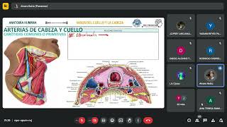 CARÓTIDAS COMÚN Y PRIMITIVA IRRIGACIÓN E INERVACIÓN DE CUELLO [upl. by Franz646]