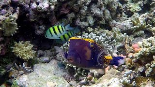 Snorkeling Sulawesi Pulau Bunaken Tana Toraja and Makassar Indonesia June 2017 [upl. by Meggy]