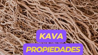 KAVA Propiedades  Para que Sirve y Como se Toma  Piper Methysticum [upl. by Svirad]