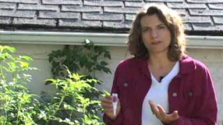 Howto Plant In Full Sun  planting tip from gardeningclubcom [upl. by Dymoke]