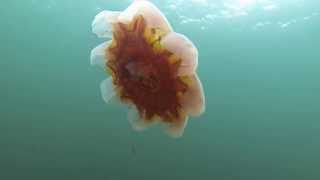 Lions Mane Jellyfish bell with no Tentacles [upl. by Llerret871]