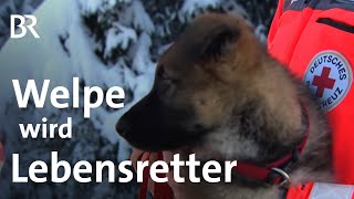 Lebensretter auf 4 Pfoten Vom tapsigen Welpen zum Trümmerhund  Schwaben amp Altbayern  BR [upl. by Dowzall]