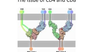 Considerations for creating knockout mice and other transgenic animal models [upl. by Rondon]