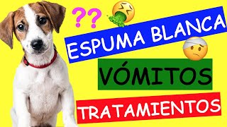 Mi Perro VOMITA ESPUMA BLANCA y NO QUIERE COMER [upl. by Jarrell]