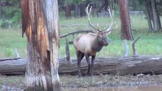 2013 AZ Archery Elk Hunt Week 2 [upl. by Kaye]