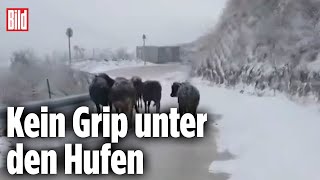 KuhHerde braucht Schneeketten [upl. by Nosneb]