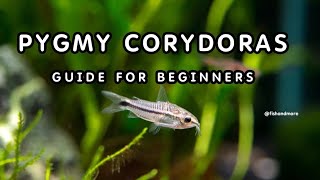 PYGMY CORYDORAS  FULL GUIDE ON PYGMY CORYDORAS BREEDING TANK SIZE DIET PERFECT CONDITIONS [upl. by Frans234]