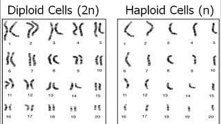 Haploid vs Diploid [upl. by Keemahs]