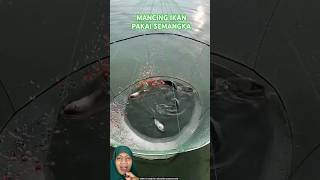 MENJARING IKAN PAKAI SEMANGKA fish fishing experiment amazingfacts [upl. by Soisinoid]