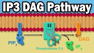 IP3 DAG Calcium Pathway [upl. by Hadnama802]