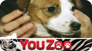 Welpenschule  junge Hunde I YouZoo [upl. by Adnof577]