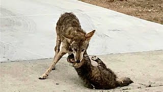 Coyote Attack the WRONG Cat and Pays it’s Price Coyote Vs Cat Fight [upl. by Lalaj]