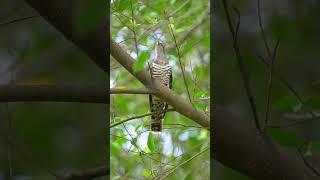 Indian Cuckoo 四声杜鹃  Jurong Lake Gardens  Sony A9  Sony 200600G birds sonysingapore nature [upl. by Iggem]