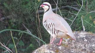 Chukar partridge Calling Alectoris chukar Νησιώτικη Πέρδικα  Πέρδικα  Cyprus [upl. by Blanca]