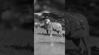 Interesting Historical Photos You Have to See Part 3  Military Dog Sergeant Stubby [upl. by Shull794]