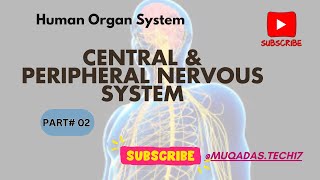 Peripheral Nervous System  Central Nervous System Continue  Nerves of PNS  CNS amp PNS [upl. by Deragon783]