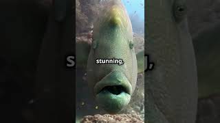 Humphead Wrasse A Gender Changer 🤯 animals love nature [upl. by Aztinaj]