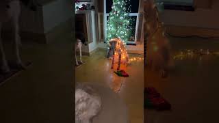 Too early borzoi dogs funny borzoibreed christmas doglife [upl. by Codi]