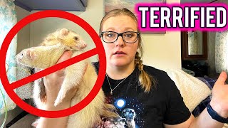 United States Banning Ferrets  HELP [upl. by Olly]